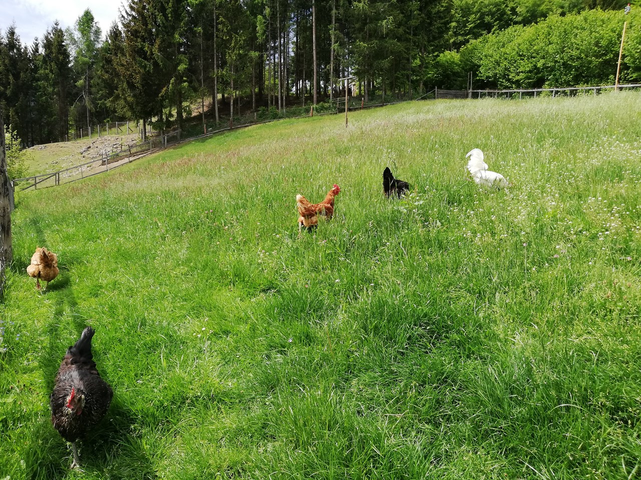 Ferienwohnungen Perhofer Our animals Happy chickens at the children's farm.