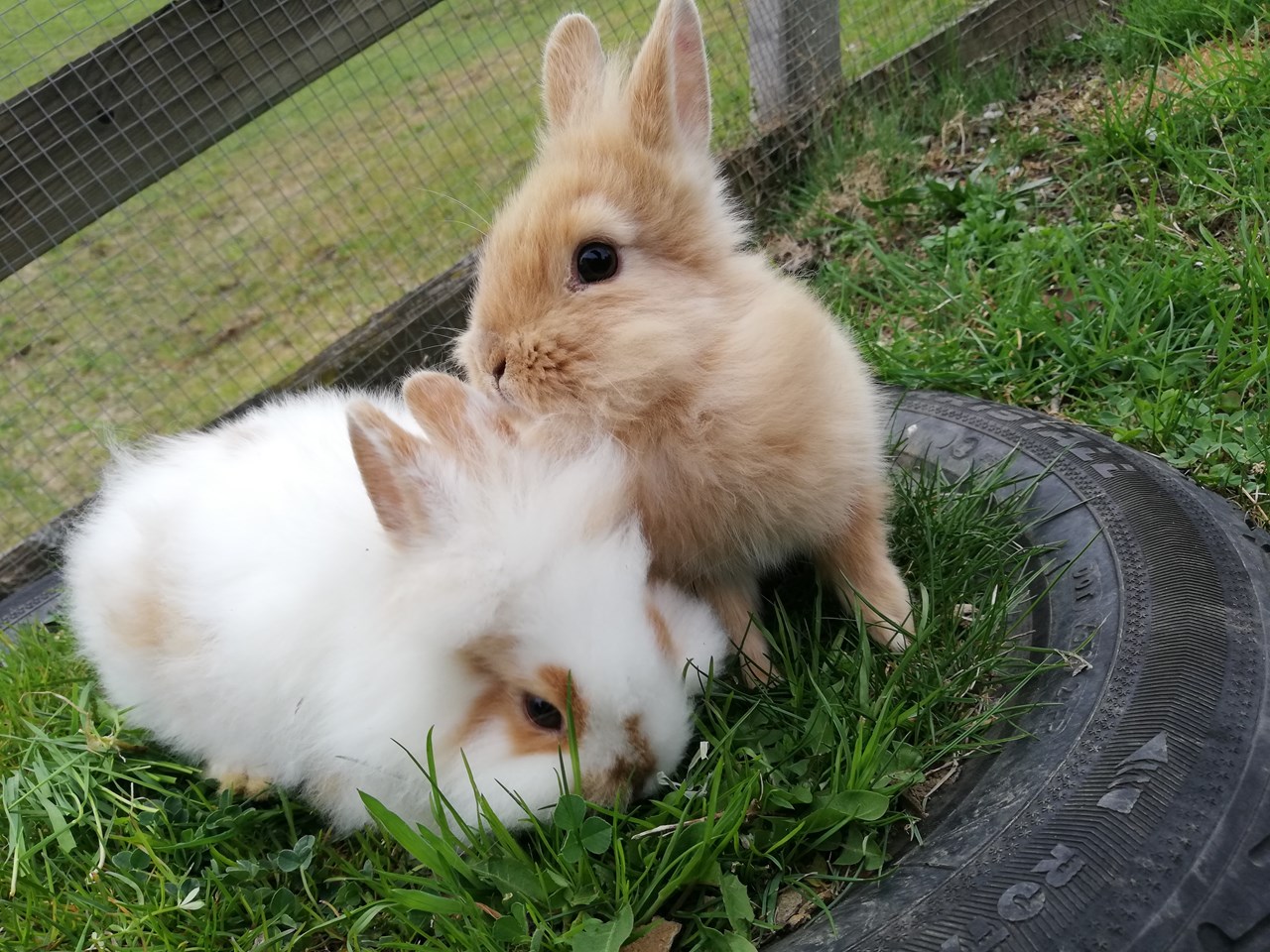 Kindererlebnis-Bauernhof Perhofer Our animals Dwarf rabbits
