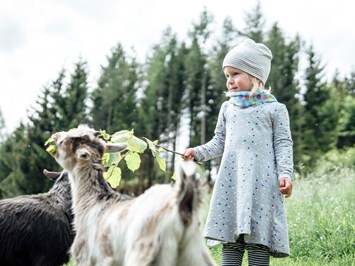 Kindererlebnis-Bauernhof Perhofer Nos animaux Chèvres naines