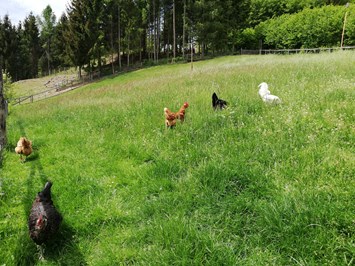 Kindererlebnis-Bauernhof Perhofer Our animals Chicken
