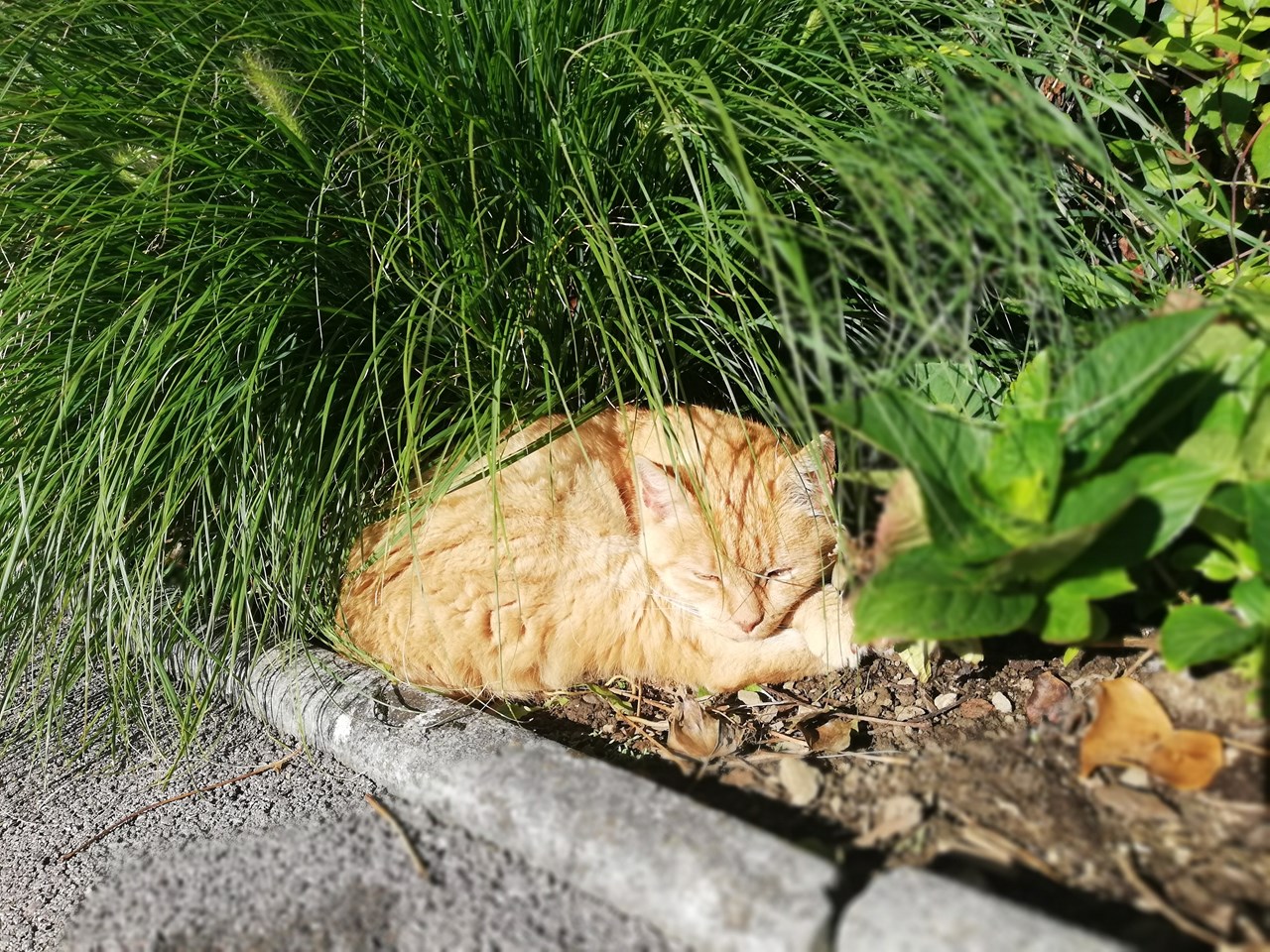 Kindererlebnis-Bauernhof Perhofer Onze dieren Een kat om verliefd op te worden tijdens een vakantie op de boerderij.