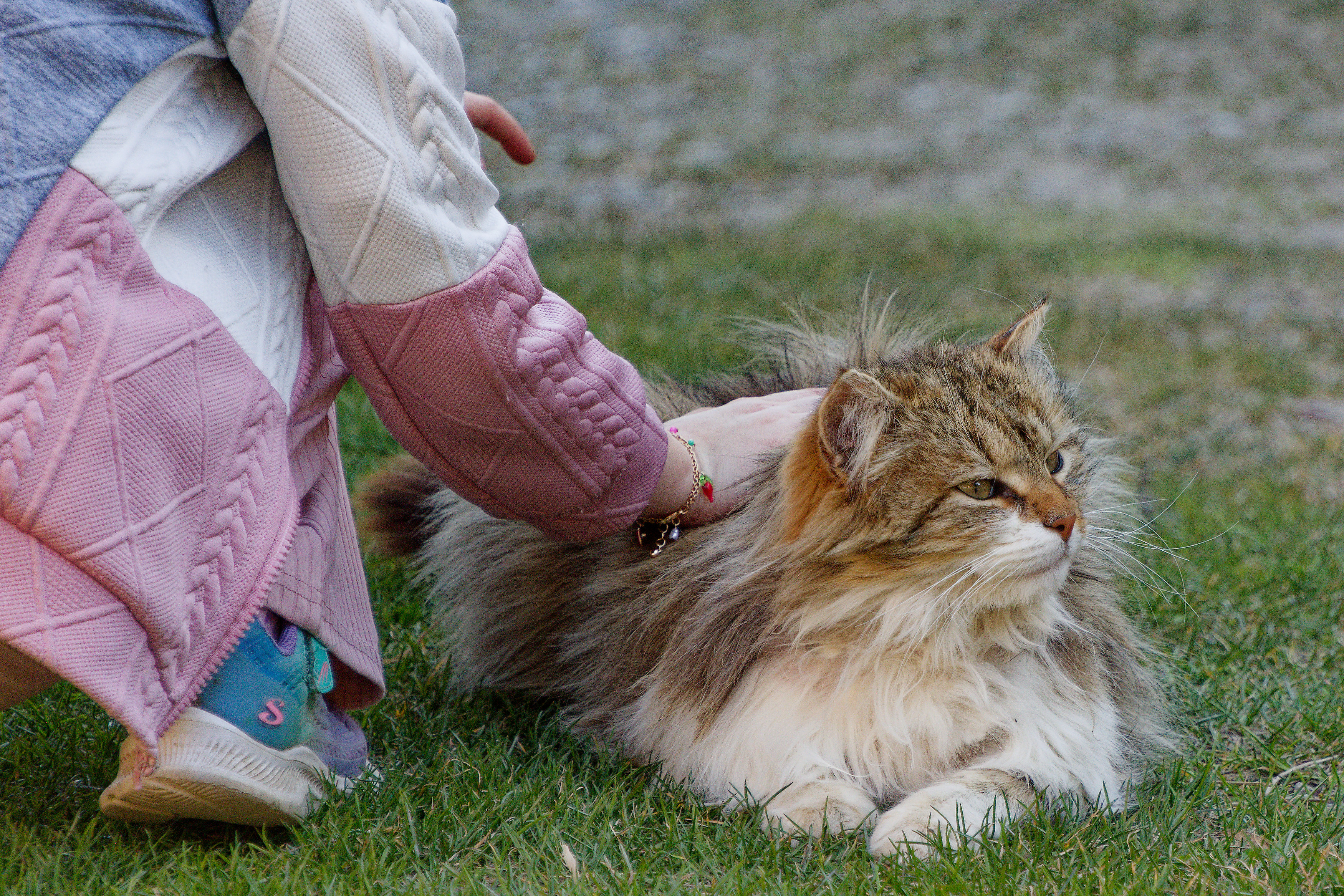Ferien Bauernhof:  Kater Oskar - Panoramahof am Goldberg
