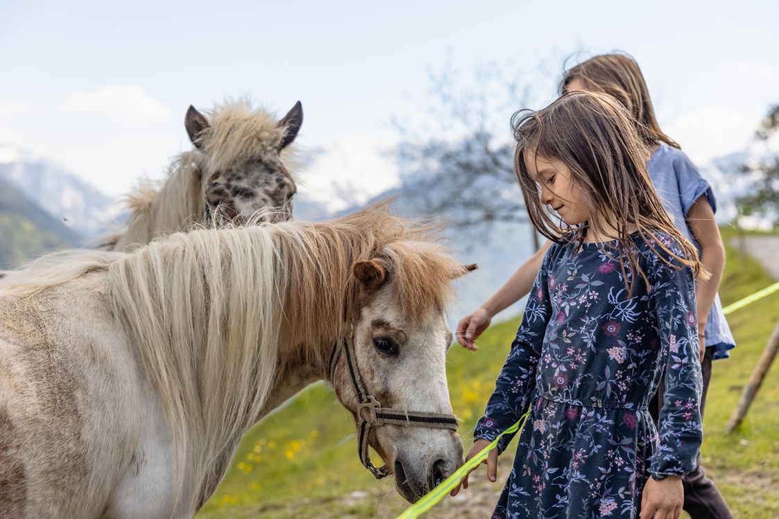 Ferien Bauernhof: unsere zwei Ponys- Straciatella und Karamella - Panoramahof am Goldberg
