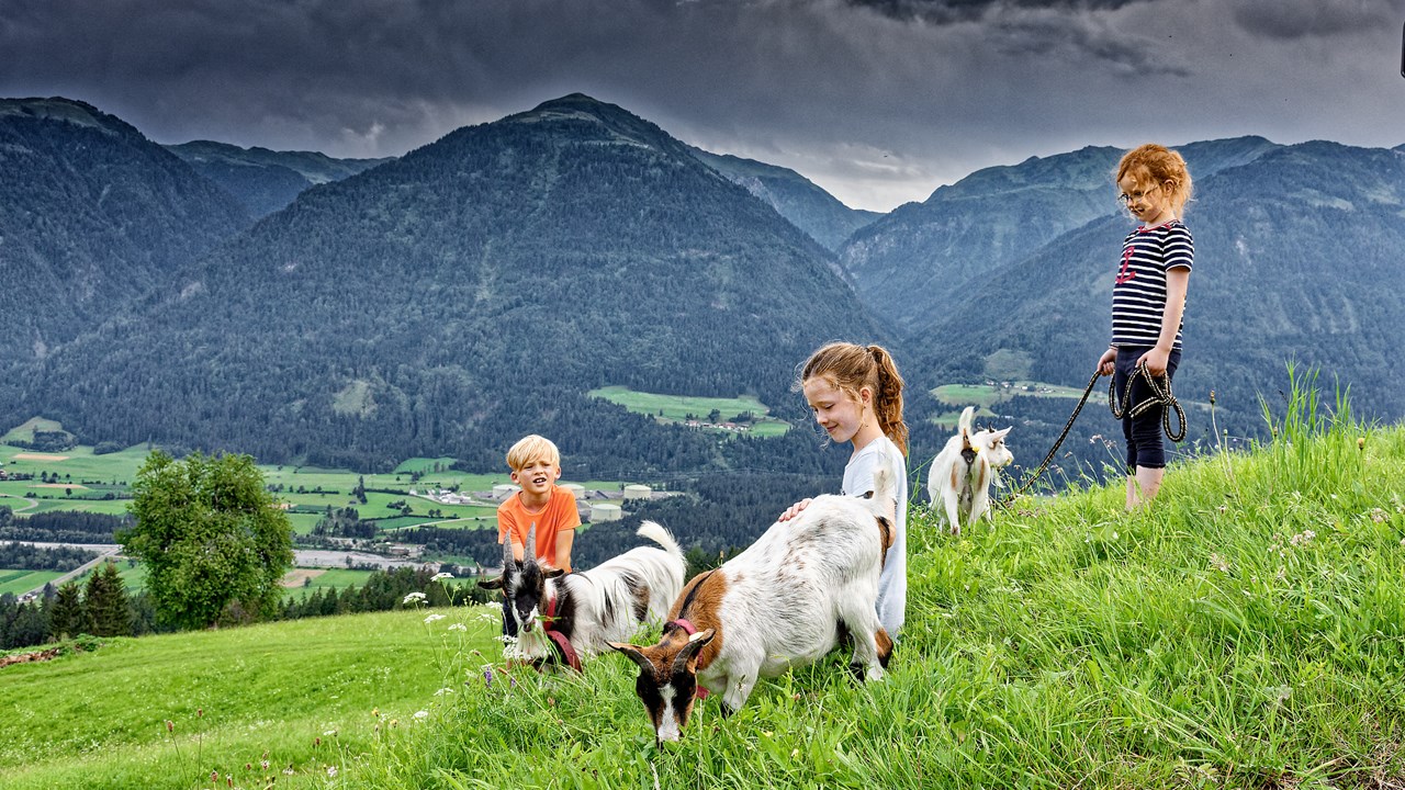 Panoramahof am Goldberg Naše životinje patuljaste koze