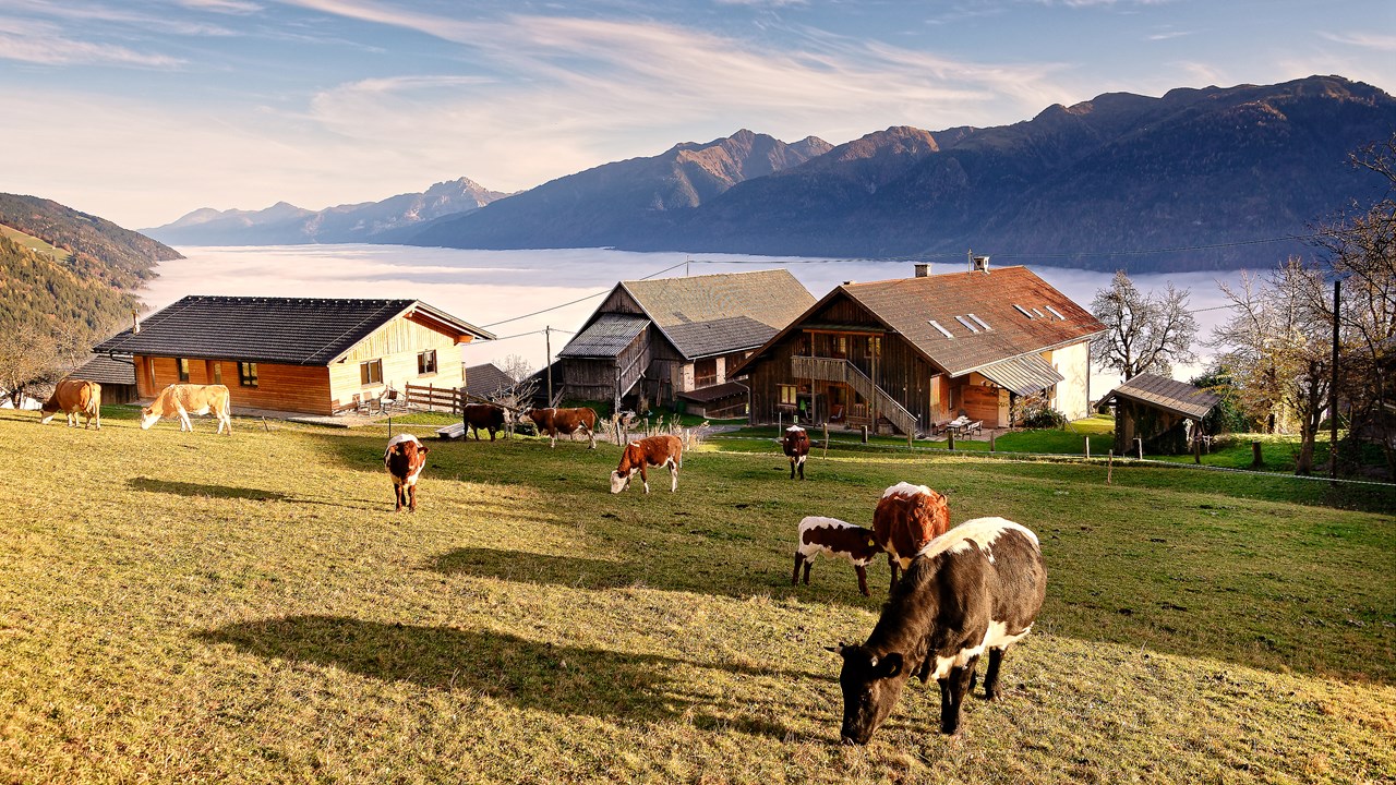 Panoramahof am Goldberg Naše životinje naše stado krava