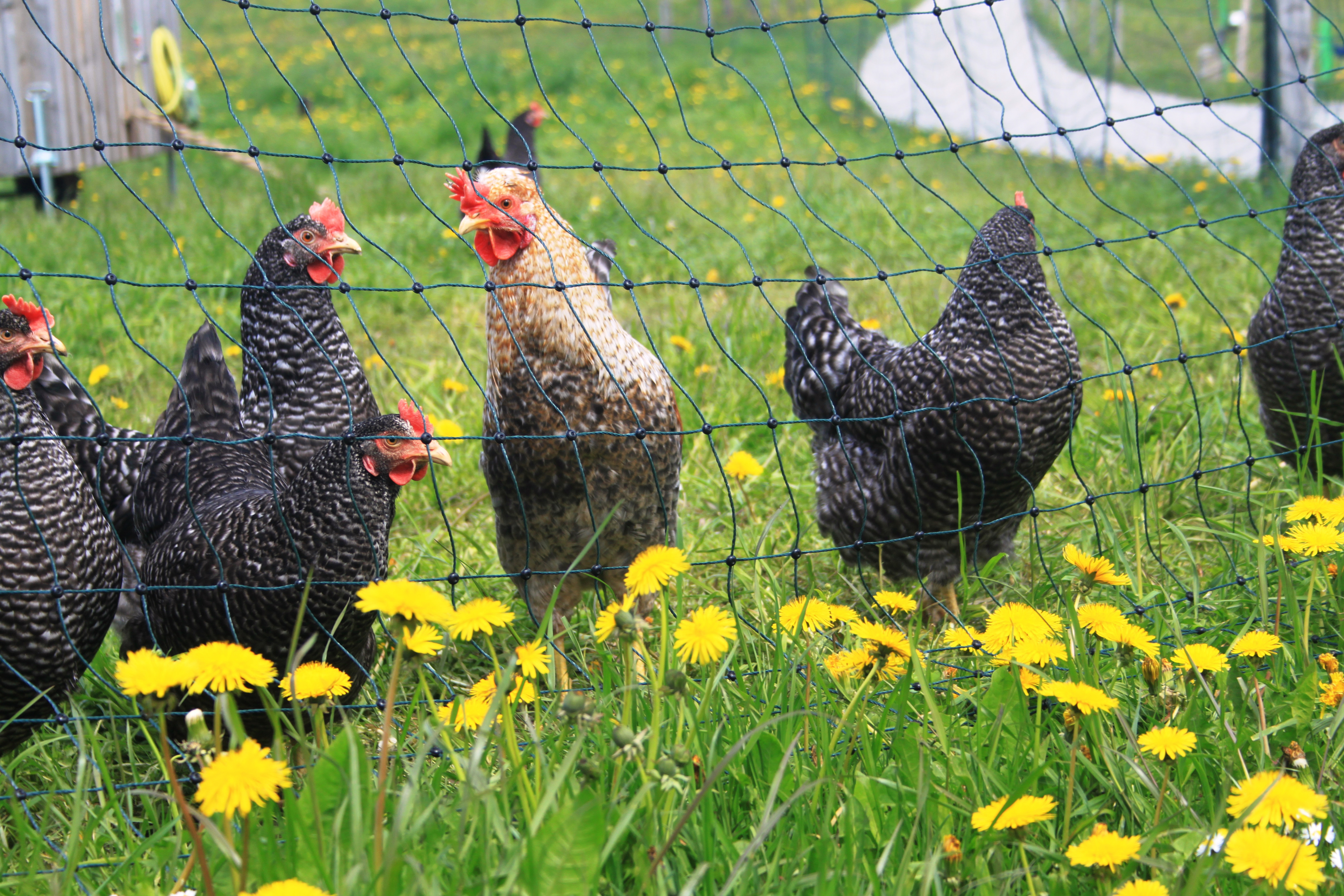 Innauer Hof I nostri animali Deposizione dei polli