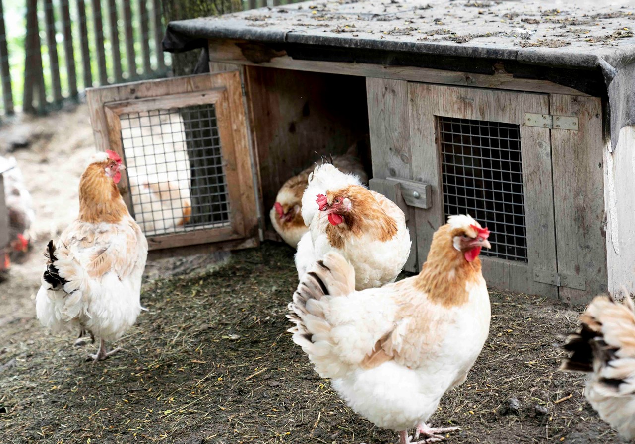 Landhaus Zangerl - Kobelerhof unsere Tiere Hühner