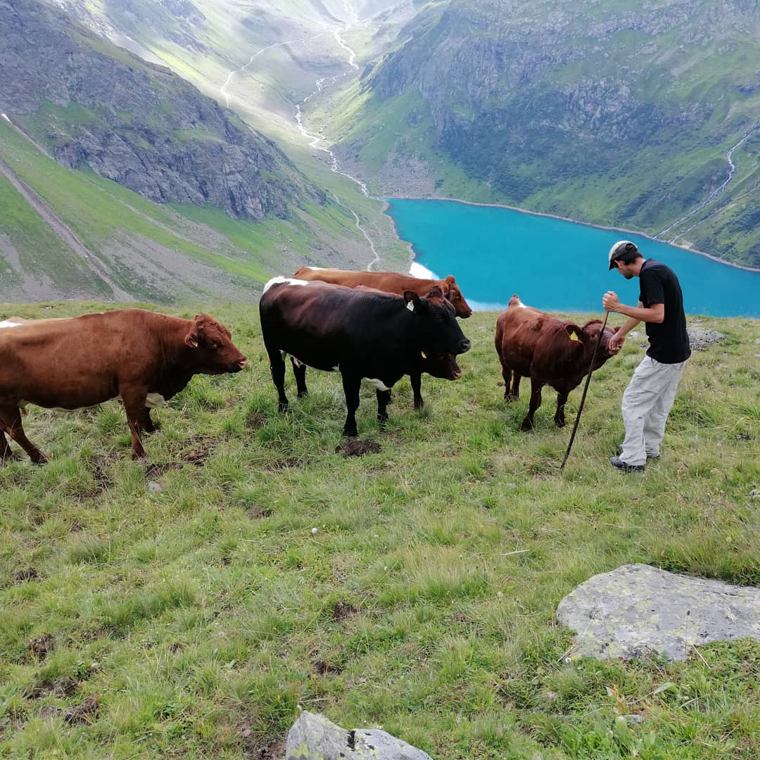 Landhaus Zangerl - Kobelerhof I nostri animali bovini Tux-Zillertal