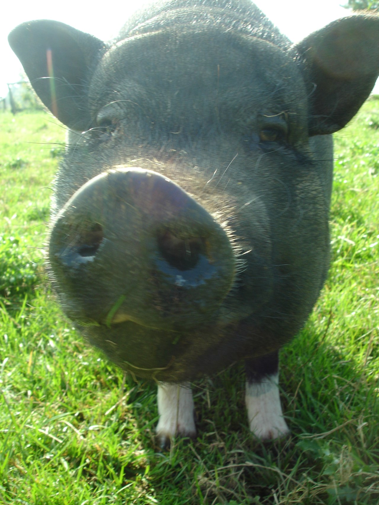 Ferienwohnungen Bosselbacher-Hof GbR Nos animaux 
