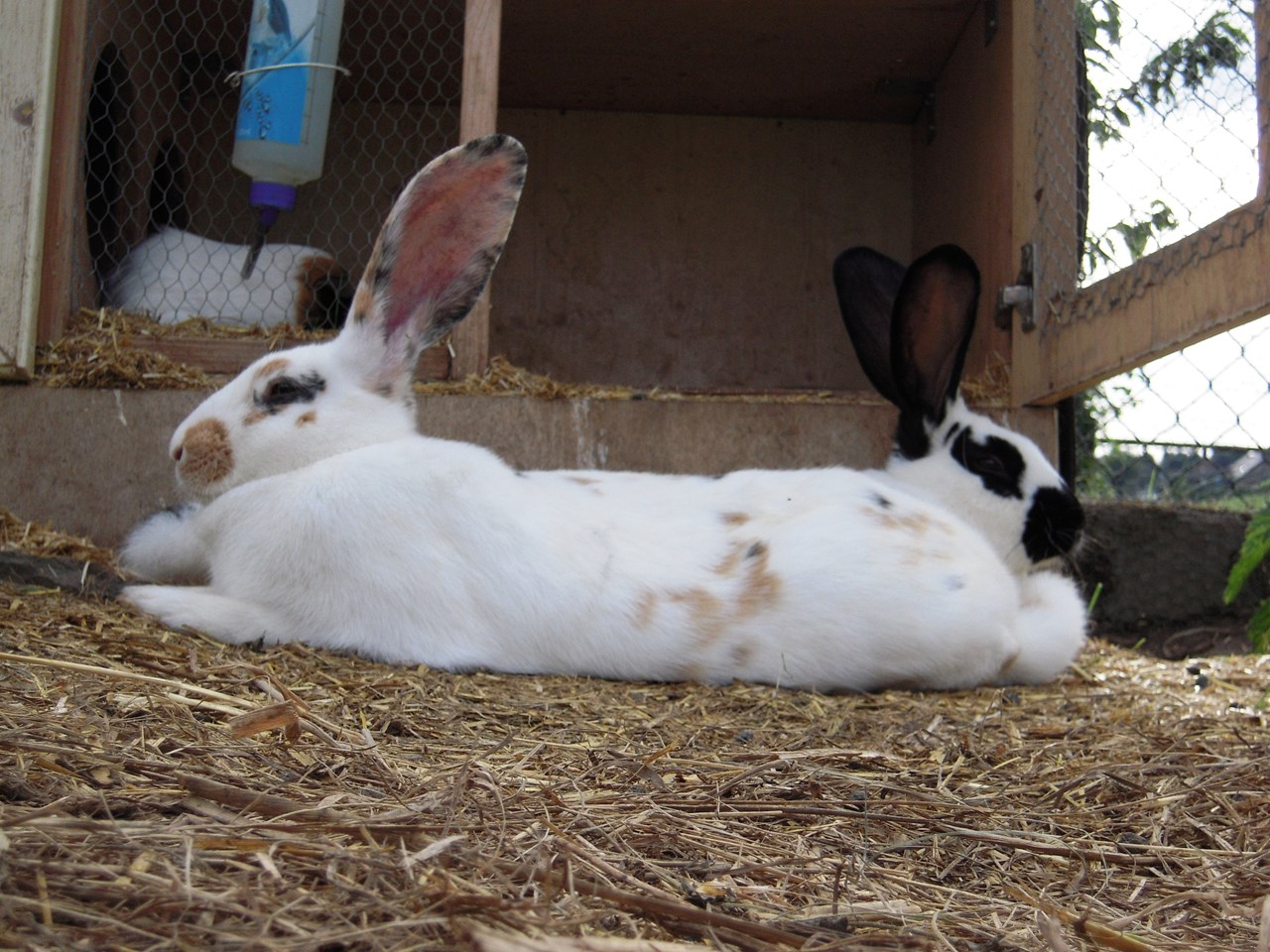 Ferienwohnungen Bosselbacher-Hof GbR Nos animaux 