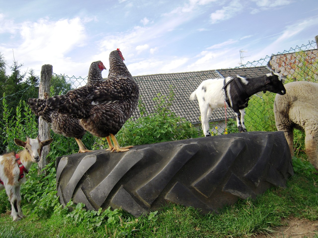 Ferienwohnungen Bosselbacher-Hof GbR Nos animaux 