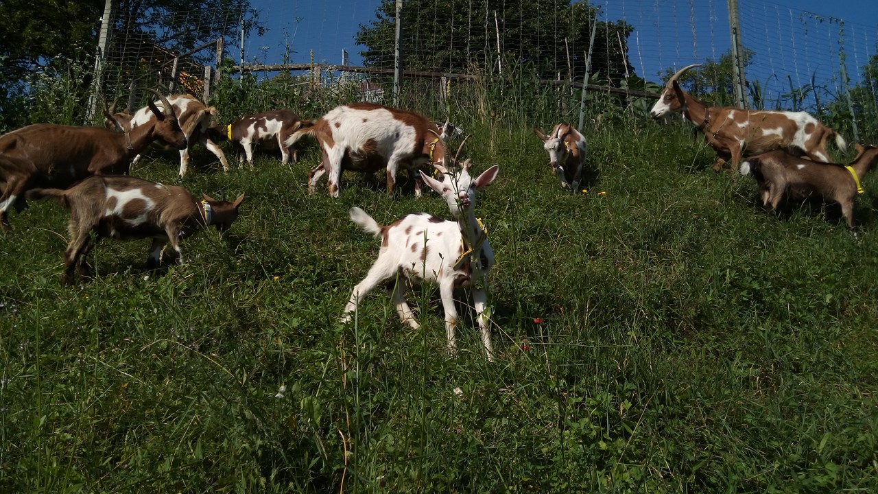 Simmhof Nos animaux Chèvres pie de Styrie