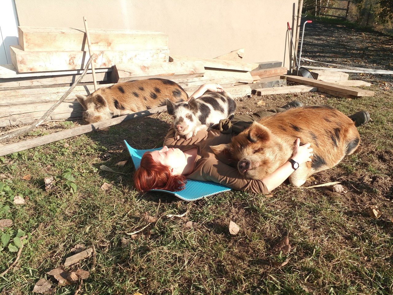 Simmhof Nos animaux Cochons Kune-kune