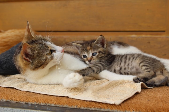 Simmhof Nos animaux Chats