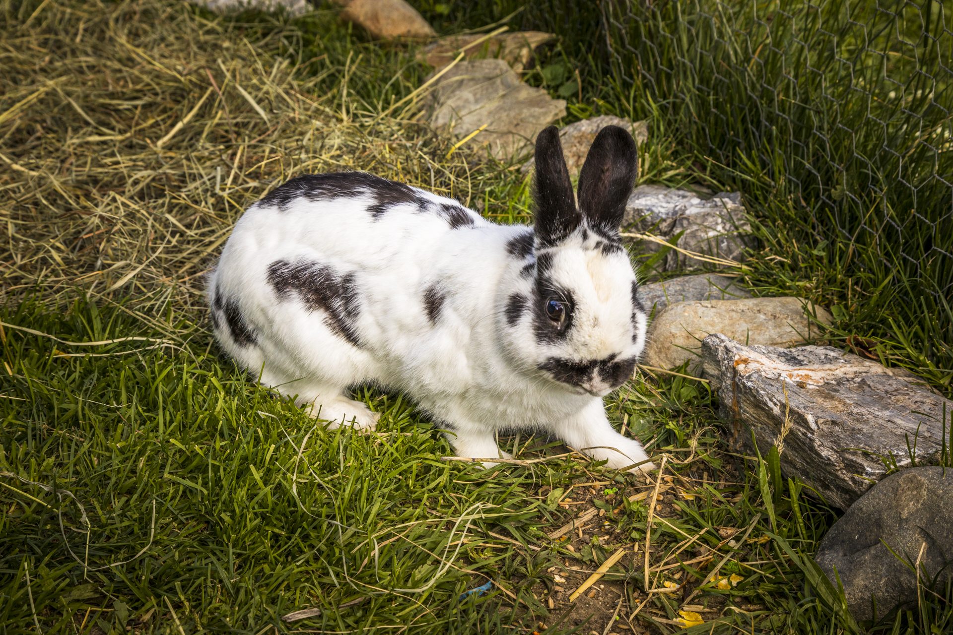 Wengerbauer - Familie Hofer Naše živali Zajci