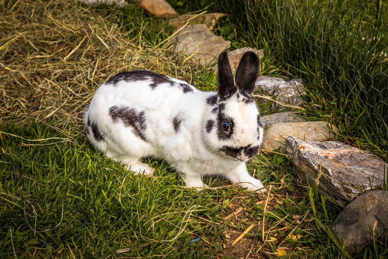 Wengerbauer - Familie Hofer unsere Tiere Hasen