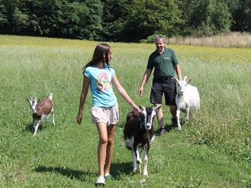 Landhaus Bender Bio Bauernhof unsere Tiere Ziegen mit Kitzlein