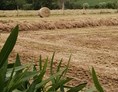 Ferien Bauernhof: Paesaggio - Agriturismo Nuvolino - Monzambano