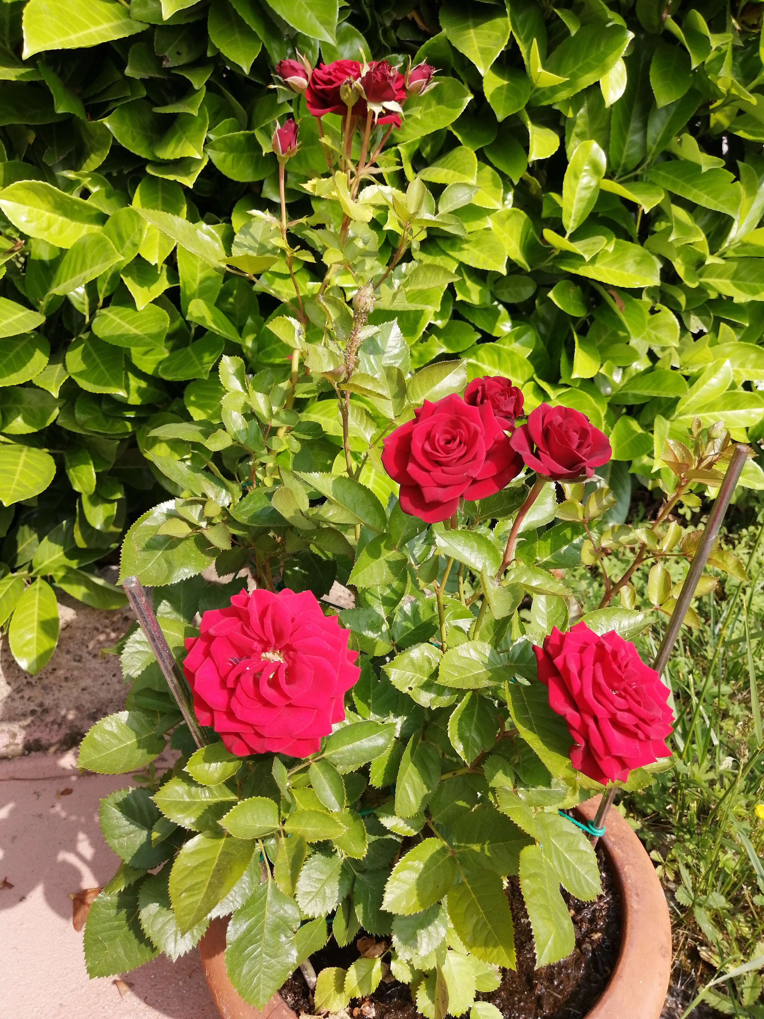 Ferien Bauernhof: Fiori - Agriturismo Nuvolino - Monzambano