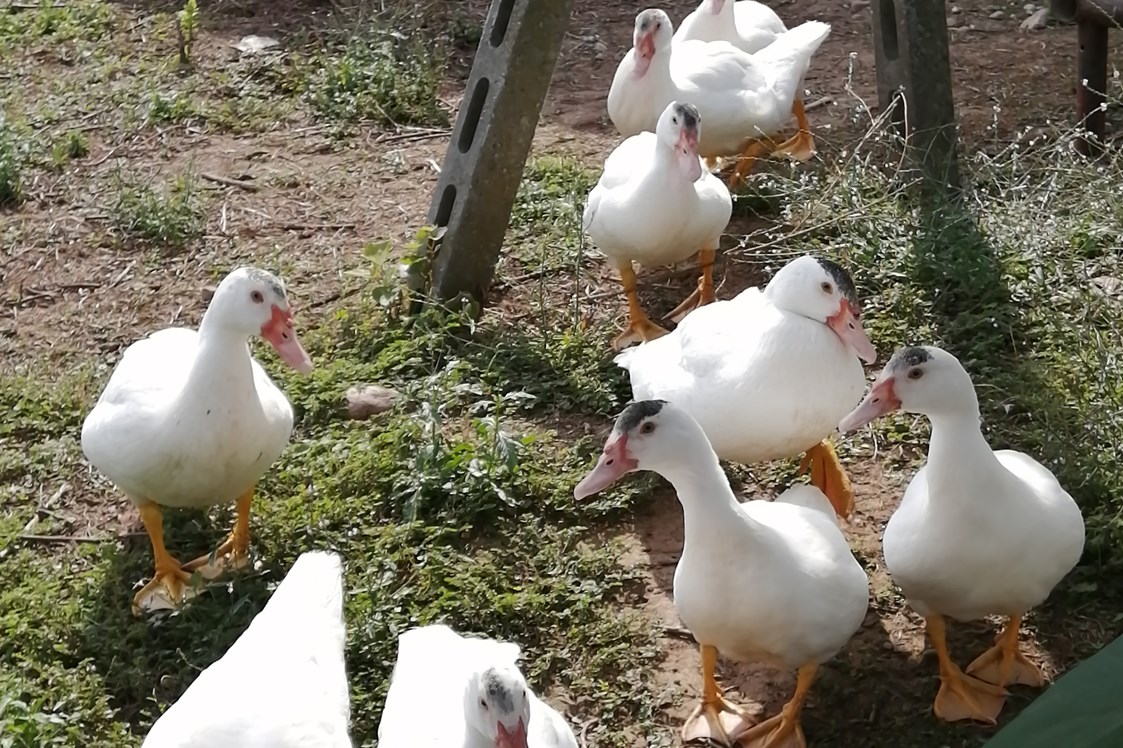 Ferien Bauernhof: Animali - Agriturismo Nuvolino - Monzambano