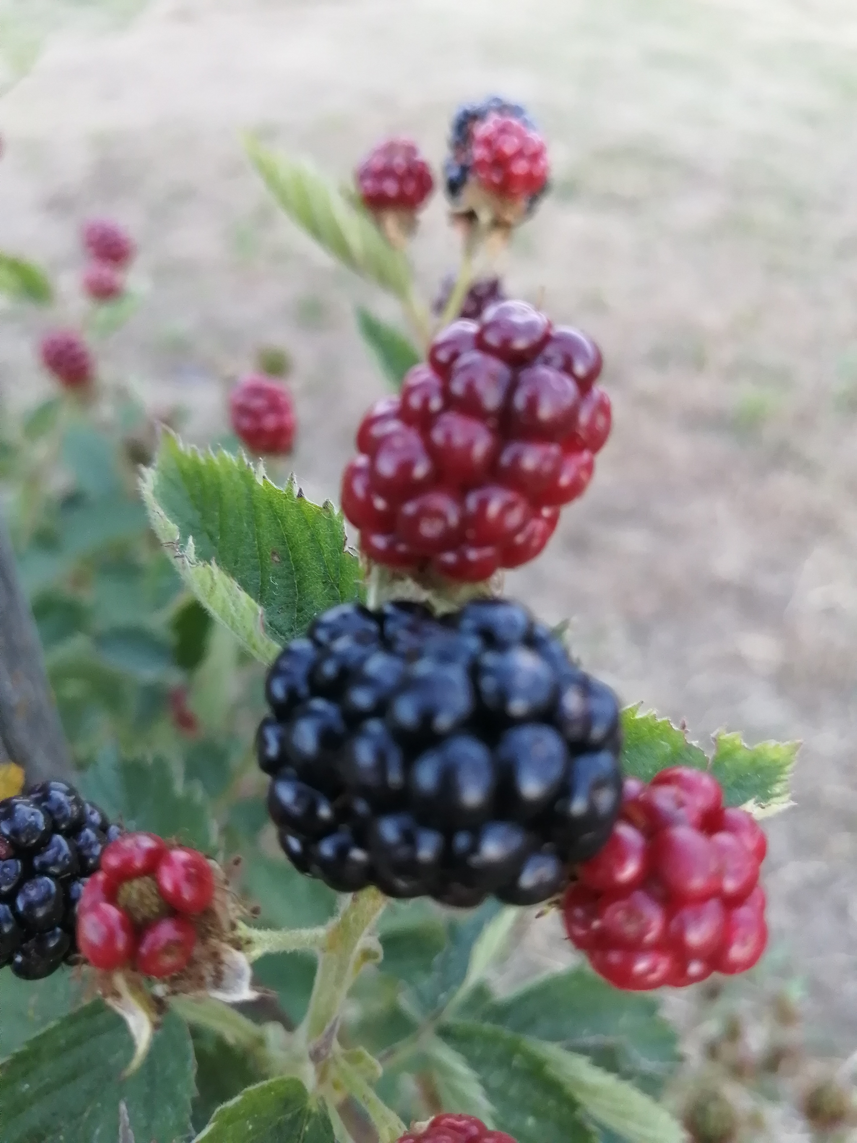 Ferien Bauernhof: Frutta - Agriturismo Nuvolino - Monzambano