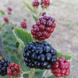 Ferien Bauernhof: Frutta - Agriturismo Nuvolino - Monzambano