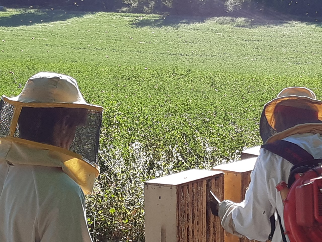 Agriturismo Pedrosola - Az. Pedrosola I nostri animali apicoltura