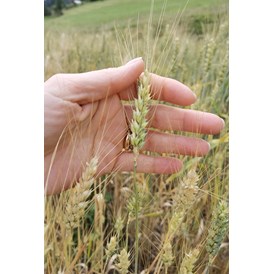 Ferien Bauernhof: Frumento tenero, grano saraceno, farro e segale - Fiores Eco-Green Agriturismo e Azienda Agricola Biologica