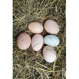 Ferien Bauernhof: Le uova fresche - Fiores Eco-Green Agriturismo e Azienda Agricola Biologica