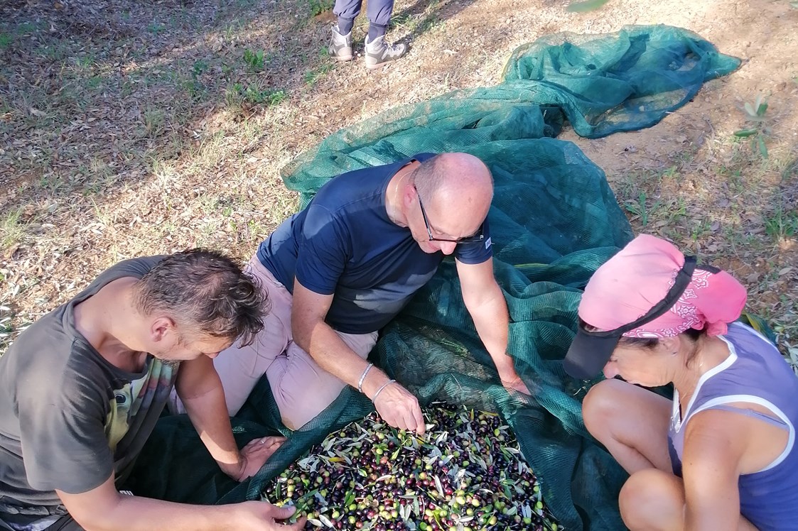 Ferien Bauernhof: raccolta olive - Agriturismo le Cerbonche