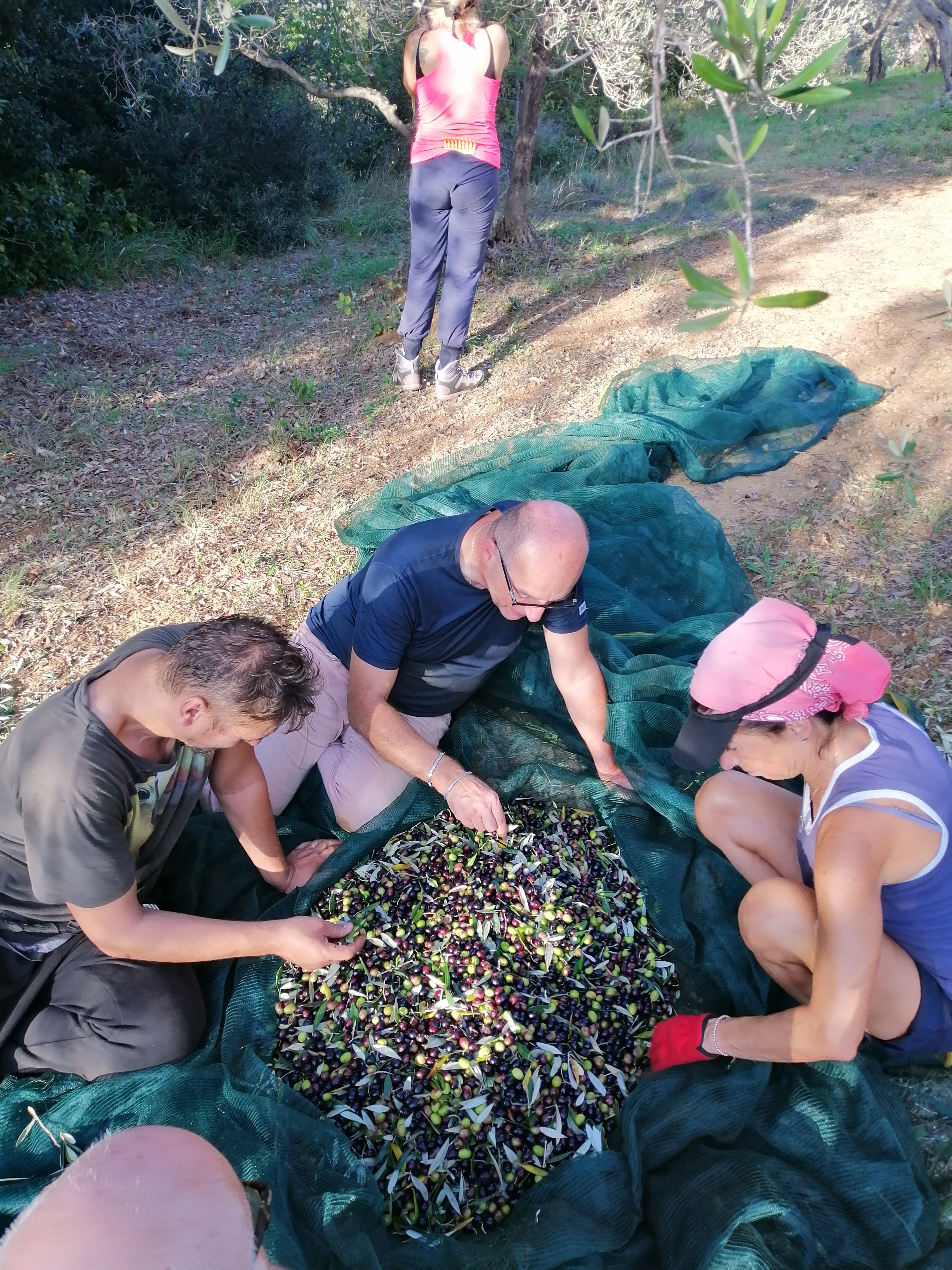 Ferien Bauernhof: raccolta olive - Bauernhaus Le Cerbonche