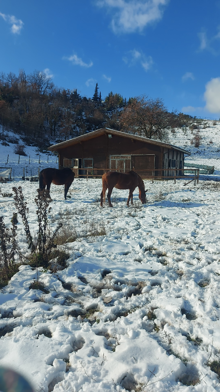 Agriturismo Le Cesane Our animals Animals on the farm