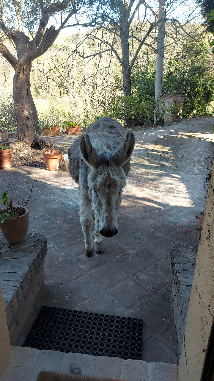 Agriturismo Le Cesane Our animals Animals on the farm