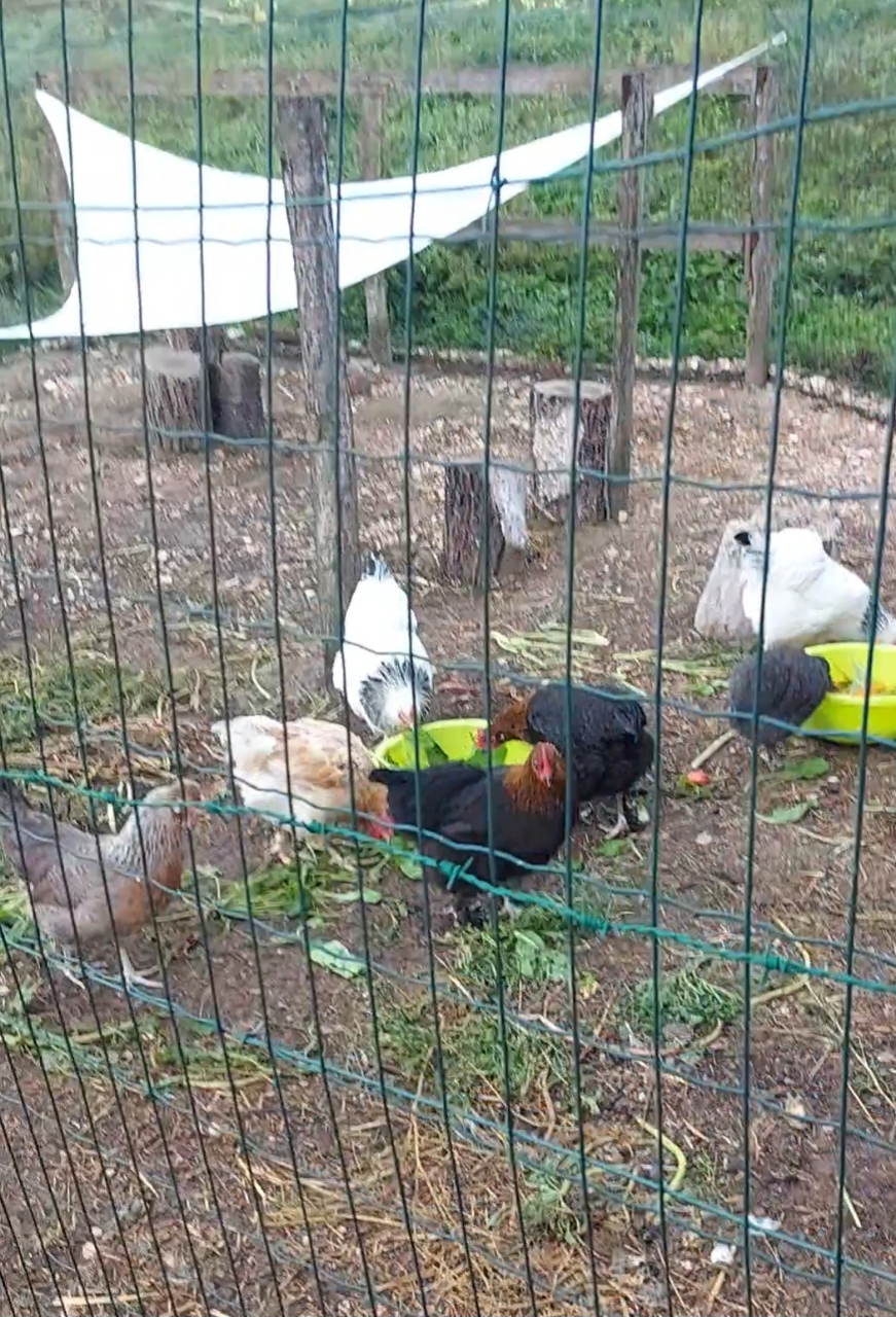 Agriturismo Le Cesane Our animals Animal on the farm
