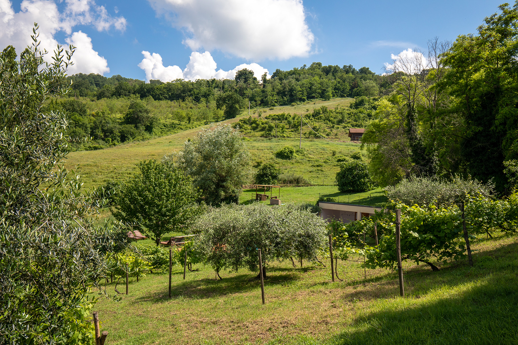 Ferien Bauernhof: Ausssicht auf den Weinberg und den Pool - Agriturismo Le Cesane