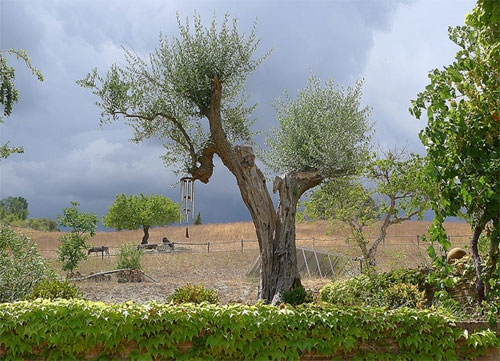 Ferien Bauernhof: Alter Olivenbaum - Agriturismo Le Cesane