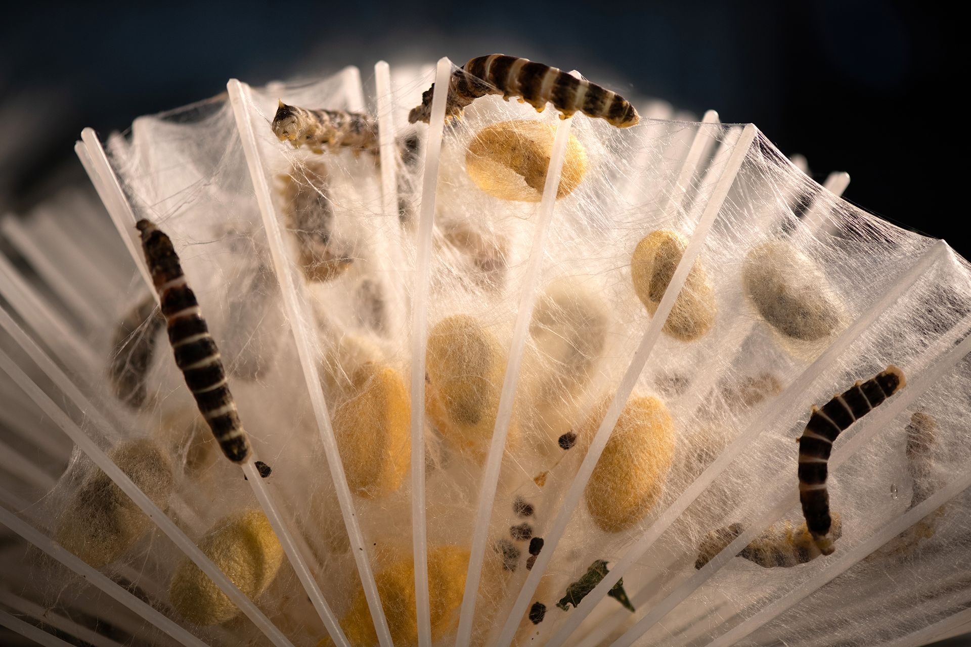 Ferien Bauernhof: Agriturismo La Campana