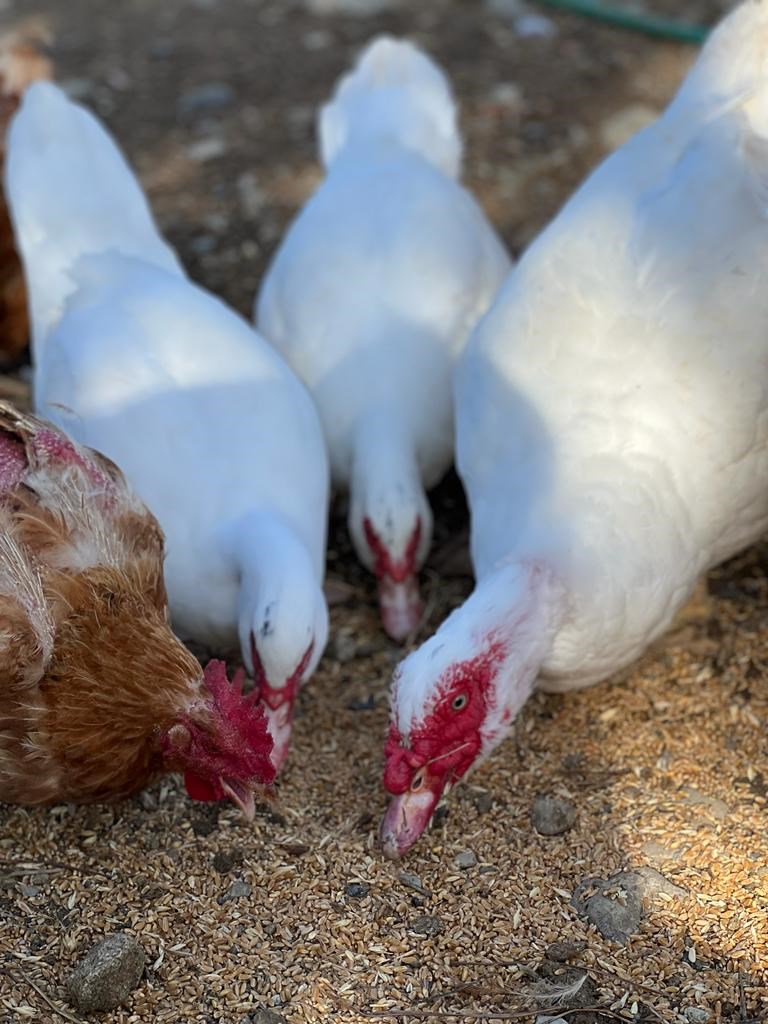 AGRITURISMO LE SELVOLE Our animals GEESE