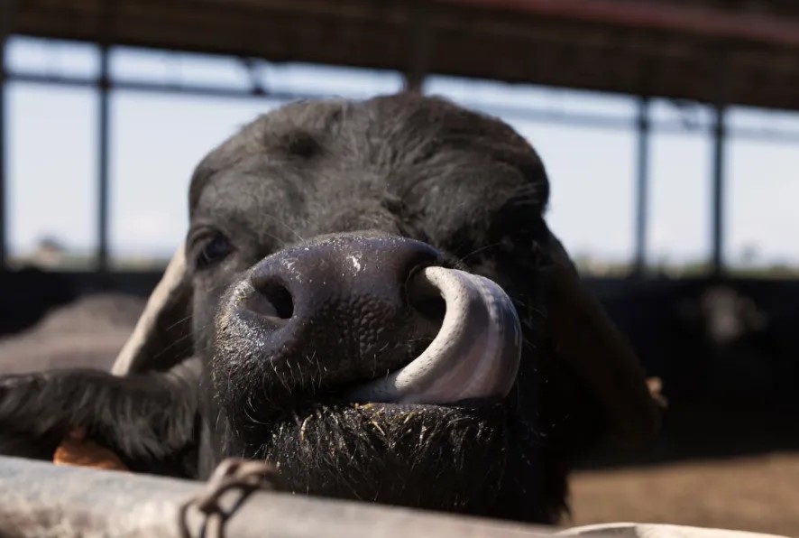 Casalone-Rasse Nos animaux Buffles et laiterie de l'entreprise à 4 km