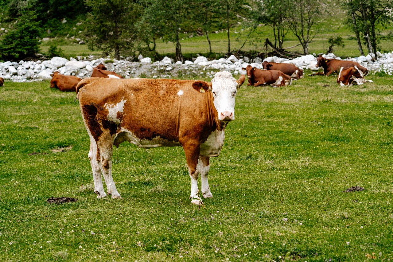 Hauserhof unsere Tiere Kühe am Hof