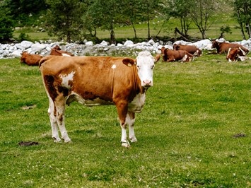 Hauserhof unsere Tiere Kühe am Hof