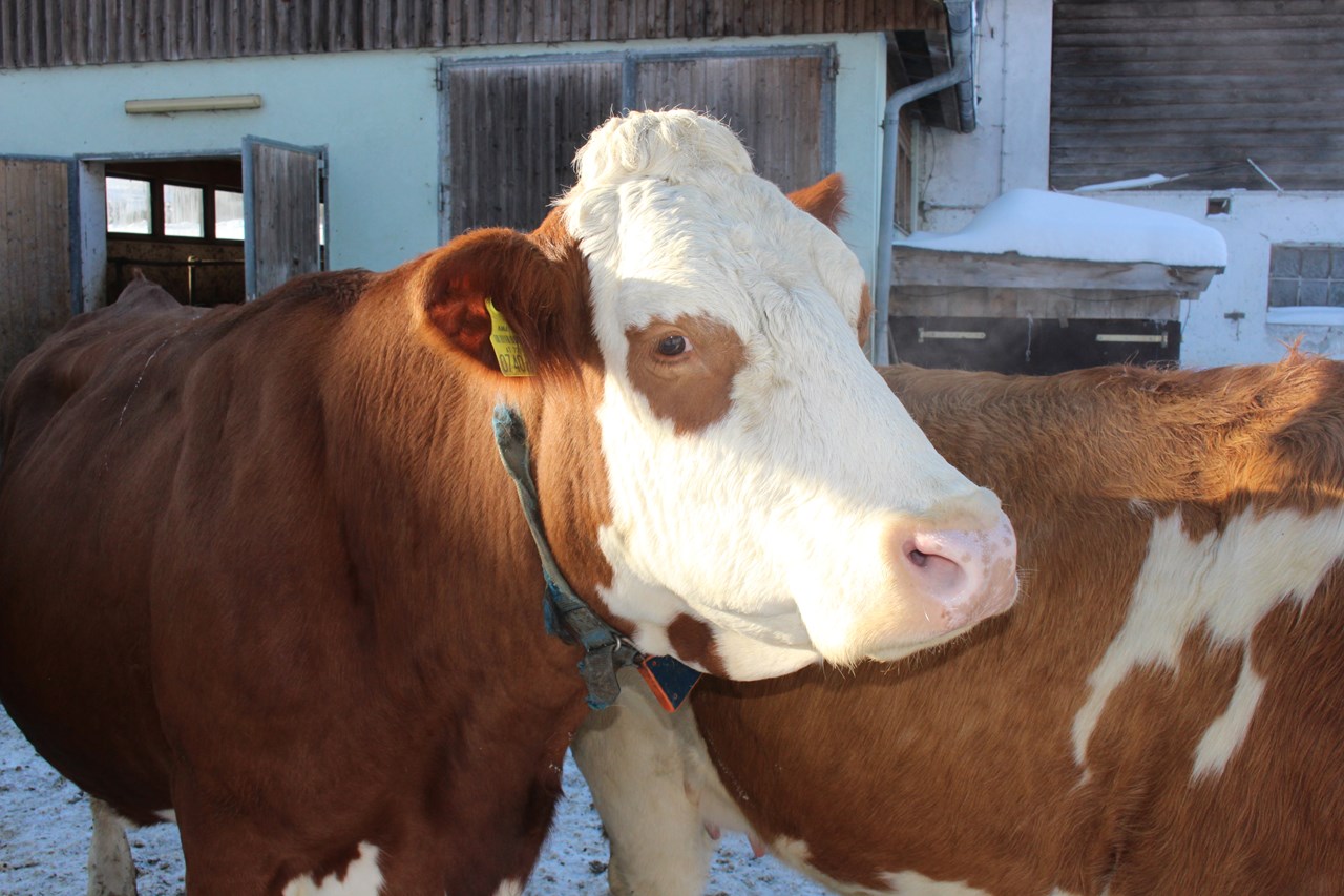 Bio Bauernhof Braun unsere Tiere Kühe