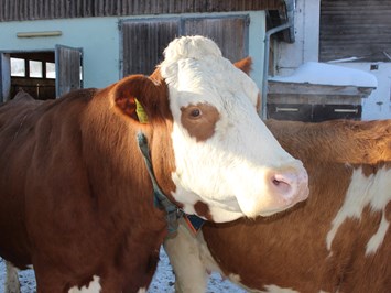 Bio Bauernhof Braun unsere Tiere Kühe