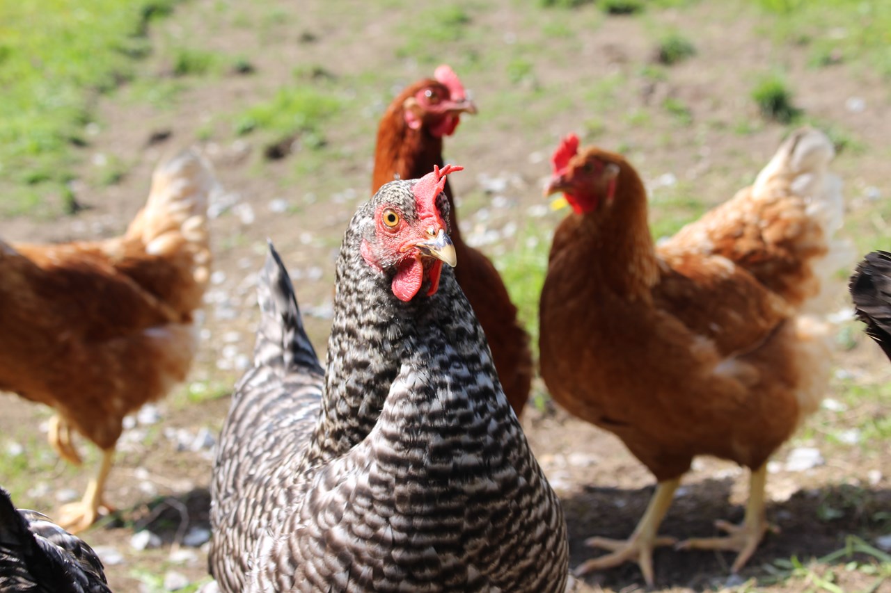 Bio Bauernhof Braun unsere Tiere Hühner