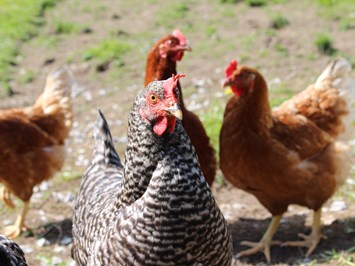 Bio Bauernhof Braun unsere Tiere Hühner