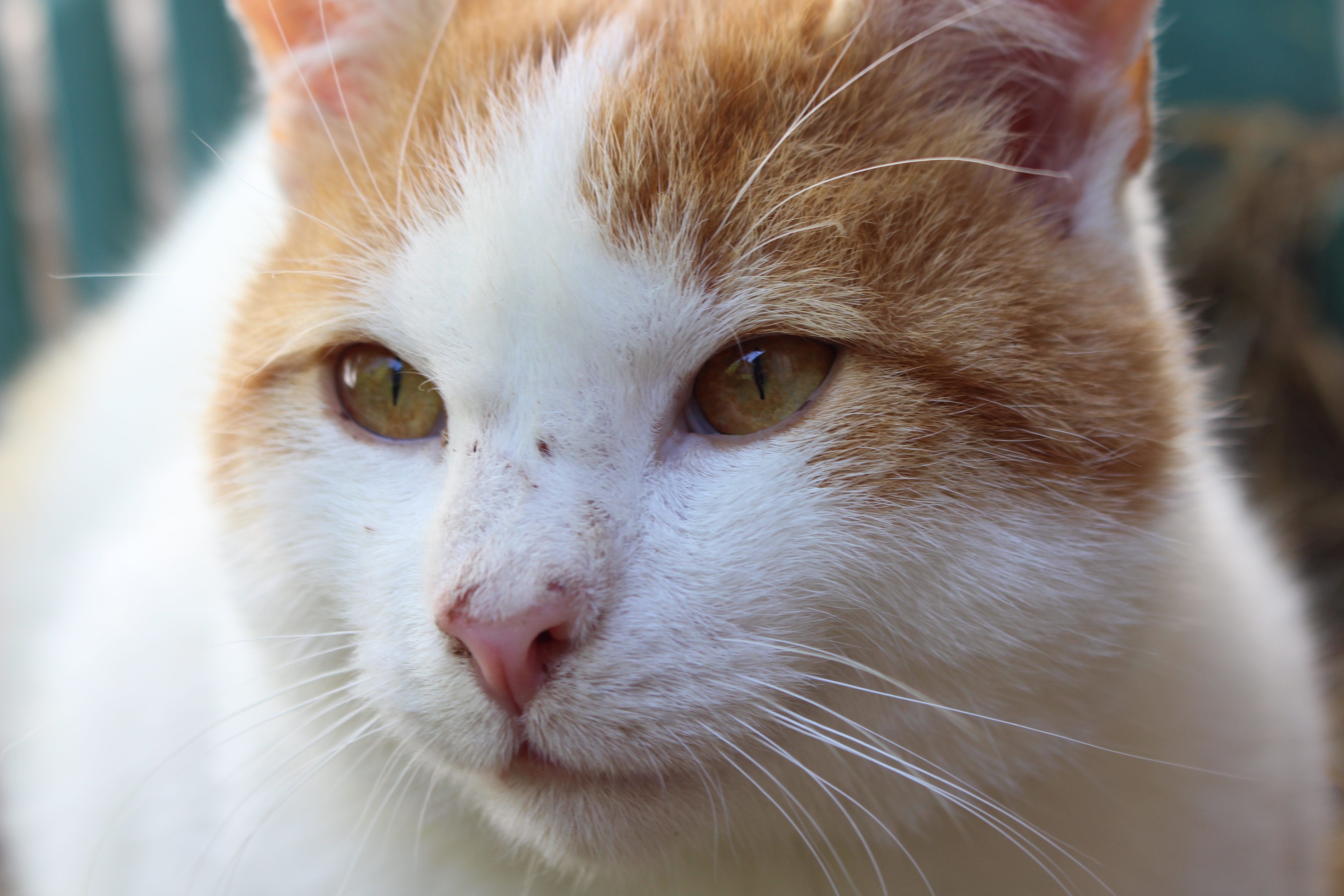 Bio Bauernhof Braun Our animals Cats