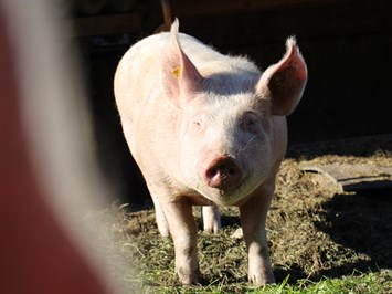 Bio Bauernhof Braun unsere Tiere Schweine