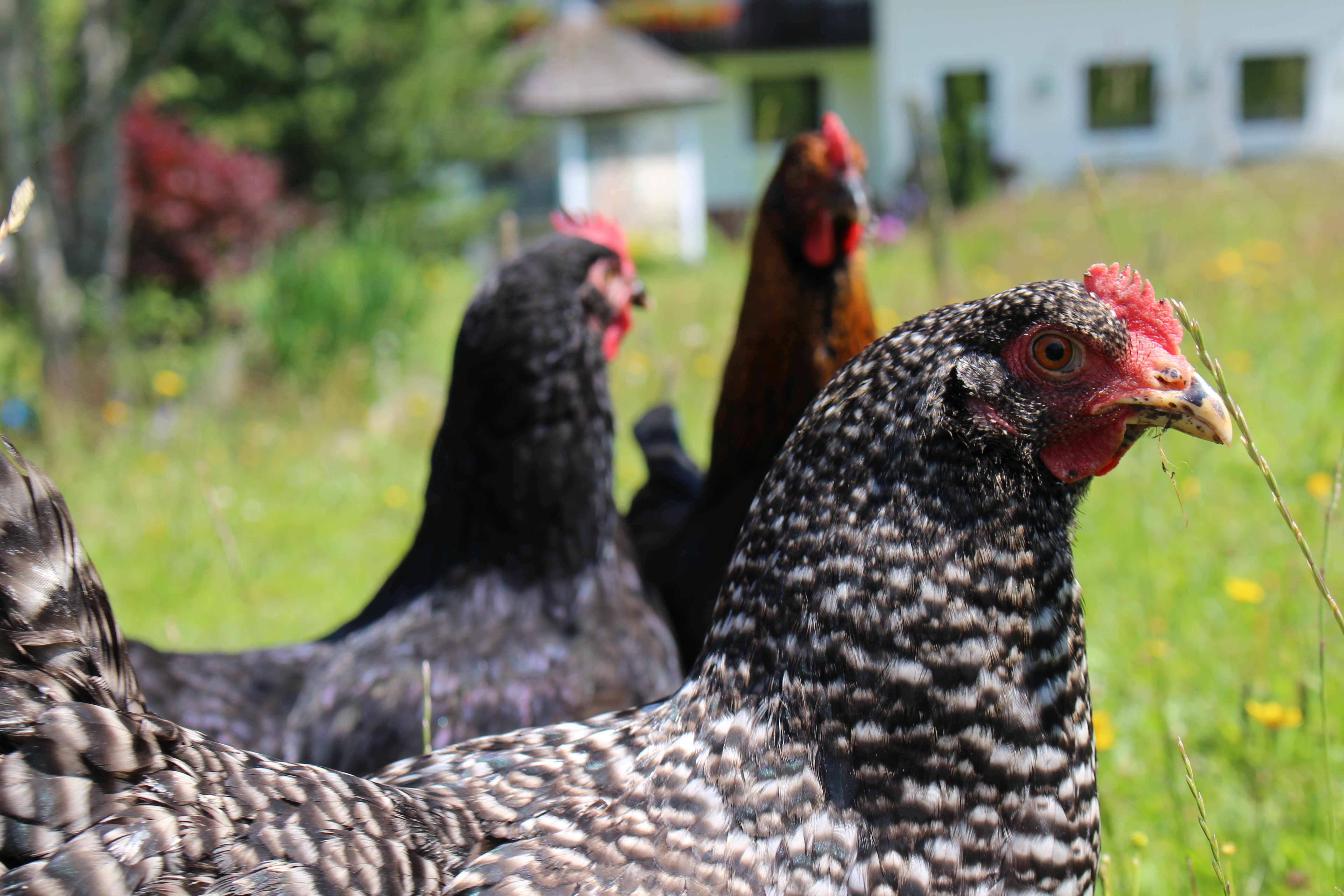 vacation on the farm - Glein (Sankt Margarethen bei Knittelfeld) - Bio Bauernhof Braun