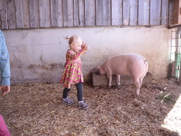 Gut Grasleiten Our animals Pigs