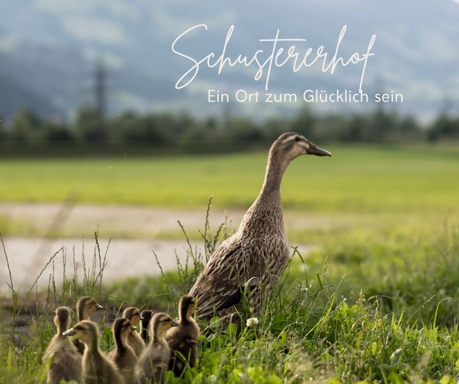 Schustererhof Onze dieren Dieren in de kinderboerderij